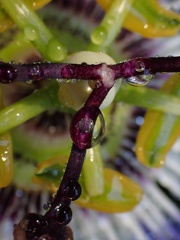 P1114345a.jpg
